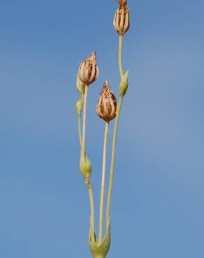 Fotografia 12 da espécie Blackstonia perfoliata subesp. perfoliata no Jardim Botânico UTAD