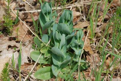 Fotografia da espécie Blackstonia perfoliata subesp. perfoliata