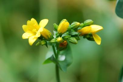 Fotografia da espécie Blackstonia perfoliata subesp. perfoliata