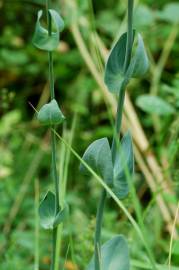 Fotografia da espécie Blackstonia perfoliata subesp. perfoliata