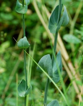 Fotografia 15 da espécie Blackstonia perfoliata subesp. perfoliata no Jardim Botânico UTAD