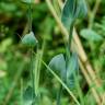 Fotografia 15 da espécie Blackstonia perfoliata subesp. perfoliata do Jardim Botânico UTAD