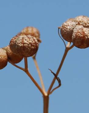 Fotografia 4 da espécie Bifora testiculata no Jardim Botânico UTAD