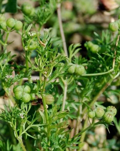 Fotografia de capa Bifora testiculata - do Jardim Botânico