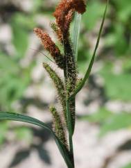 Carex acuta