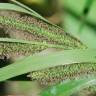 Fotografia 17 da espécie Carex acuta do Jardim Botânico UTAD