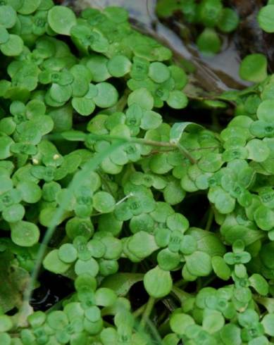 Fotografia de capa Callitriche stagnalis - do Jardim Botânico