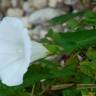 Fotografia 6 da espécie Calystegia sepium subesp. sepium do Jardim Botânico UTAD