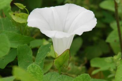 Fotografia da espécie Calystegia sepium subesp. sepium