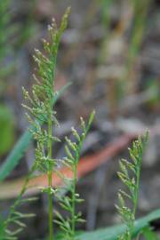 Fotografia da espécie Catapodium rigidum subesp. rigidum