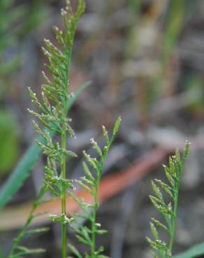 Fotografia 6 da espécie Catapodium rigidum subesp. rigidum no Jardim Botânico UTAD