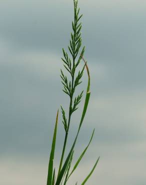 Fotografia 7 da espécie Catapodium rigidum subesp. rigidum no Jardim Botânico UTAD