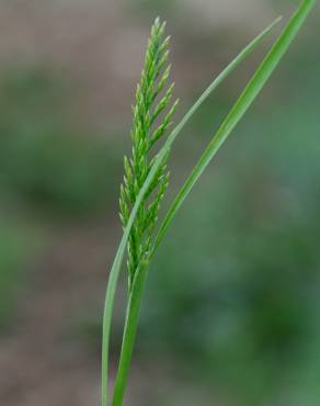 Fotografia 9 da espécie Catapodium rigidum subesp. rigidum no Jardim Botânico UTAD