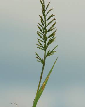 Fotografia 10 da espécie Catapodium rigidum subesp. rigidum no Jardim Botânico UTAD