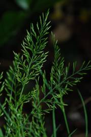 Fotografia da espécie Catapodium rigidum subesp. rigidum