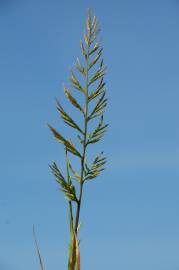 Fotografia da espécie Catapodium rigidum subesp. rigidum