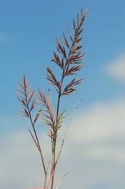 Fotografia da espécie Catapodium rigidum subesp. rigidum