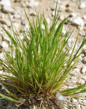 Fotografia 14 da espécie Catapodium rigidum subesp. rigidum no Jardim Botânico UTAD