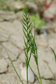 Fotografia da espécie Catapodium rigidum subesp. rigidum