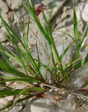 Fotografia 16 da espécie Catapodium rigidum subesp. rigidum no Jardim Botânico UTAD