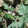 Fotografia 3 da espécie Malva nicaeensis do Jardim Botânico UTAD