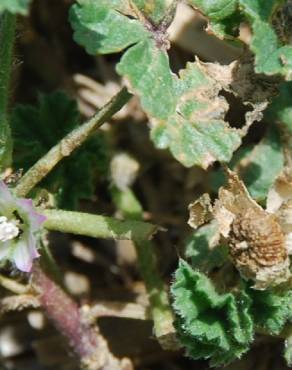 Fotografia 5 da espécie Malva nicaeensis no Jardim Botânico UTAD