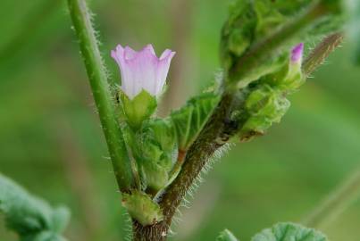 Fotografia da espécie Malva nicaeensis