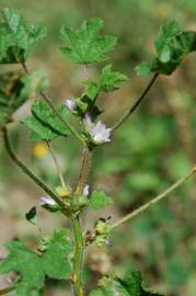 Fotografia da espécie Malva nicaeensis