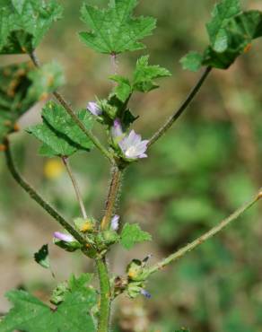 Fotografia 6 da espécie Malva nicaeensis no Jardim Botânico UTAD