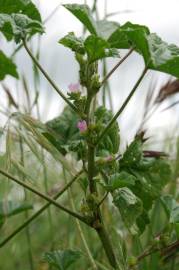 Fotografia da espécie Malva nicaeensis