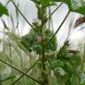 Fotografia 7 da espécie Malva nicaeensis do Jardim Botânico UTAD