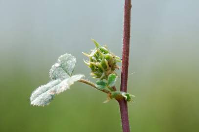 Fotografia da espécie Medicago truncatula