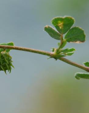 Fotografia 6 da espécie Medicago truncatula no Jardim Botânico UTAD