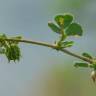 Fotografia 6 da espécie Medicago truncatula do Jardim Botânico UTAD