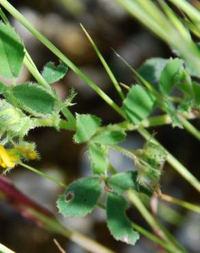 Fotografia 7 da espécie Medicago truncatula no Jardim Botânico UTAD