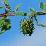 Fotografia 8 da espécie Medicago truncatula do Jardim Botânico UTAD