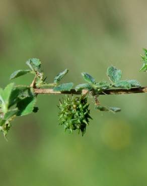 Fotografia 1 da espécie Medicago truncatula no Jardim Botânico UTAD