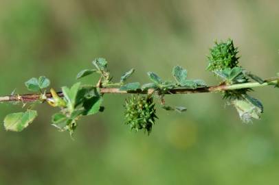 Fotografia da espécie Medicago truncatula