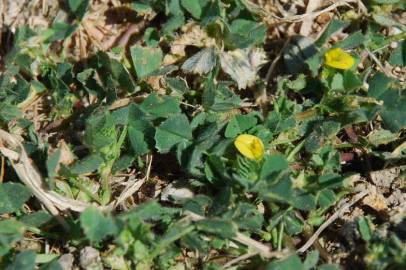 Fotografia da espécie Medicago truncatula