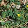 Fotografia 9 da espécie Medicago truncatula do Jardim Botânico UTAD