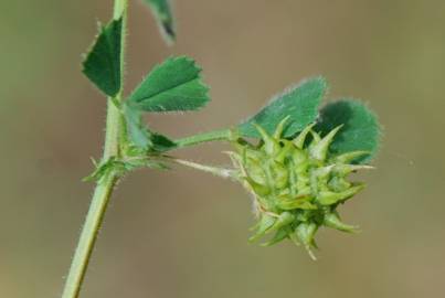 Fotografia da espécie Medicago truncatula