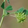 Fotografia 10 da espécie Medicago truncatula do Jardim Botânico UTAD