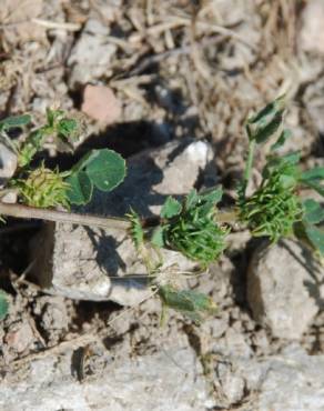 Fotografia 11 da espécie Medicago truncatula no Jardim Botânico UTAD