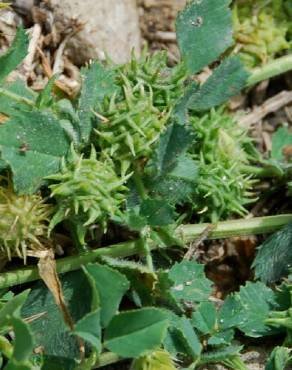 Fotografia 12 da espécie Medicago truncatula no Jardim Botânico UTAD