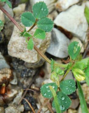 Fotografia 13 da espécie Medicago truncatula no Jardim Botânico UTAD