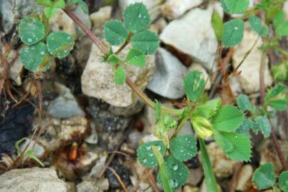 Fotografia da espécie Medicago truncatula