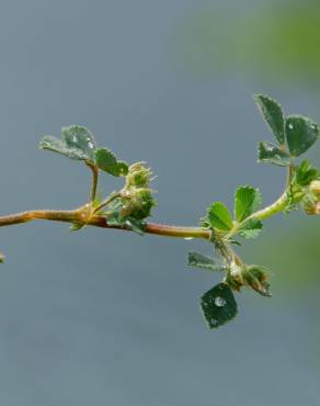 Fotografia 14 da espécie Medicago truncatula no Jardim Botânico UTAD