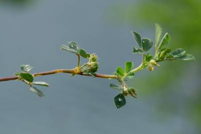 Fotografia da espécie Medicago truncatula