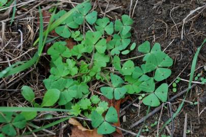 Fotografia da espécie Medicago arabica