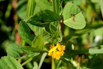 Fotografia da espécie Medicago arabica